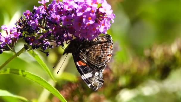 Крупным Планом Кадры Бабочки Сидящей Красивых Цветущих Цветах — стоковое видео