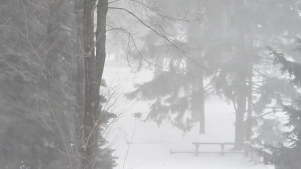 Close Beelden Van Zware Sneeuwval Het Bos — Stockvideo