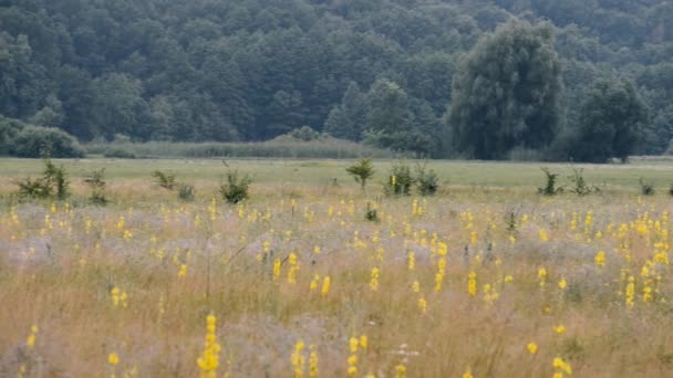 séquences panoramiques de paysage naturel tranquille 