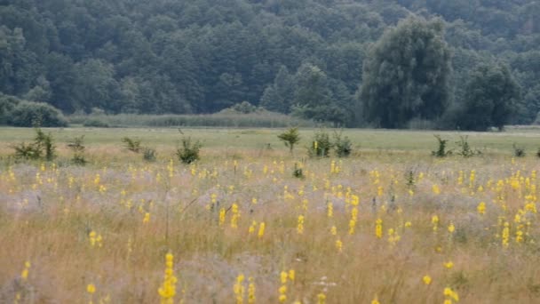 Mooie Beelden Van Rustige Natuurlijke Landschap — Stockvideo