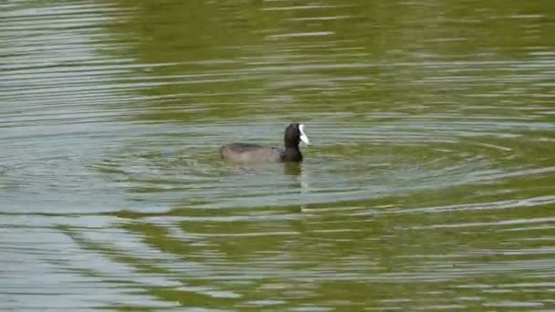 Szenische Aufnahmen Von Wasser Schwimmenden Vögeln — Stockvideo