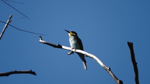 Scenic Footage Bird Perching Branch Front Blue Sky — Stock Video