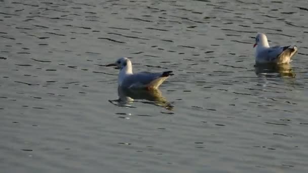 Imagens Cênicas Gaivotas Nadando Água — Vídeo de Stock