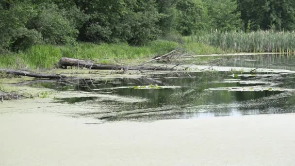 Vackra Bilder Lugna Naturliga Landskapet — Stockvideo