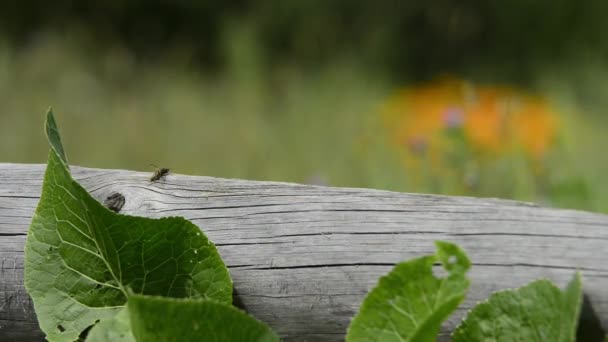 Natursköna Bilder Trä Timmer Liggande Naturen — Stockvideo