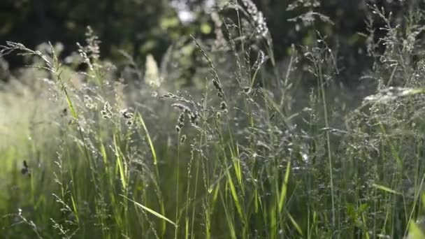 花の草原の風光明媚なクローズアップ映像 — ストック動画