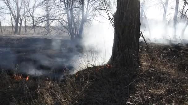 Imágenes Hierba Árboles Ardiendo Durante Incendio Forestal — Vídeos de Stock