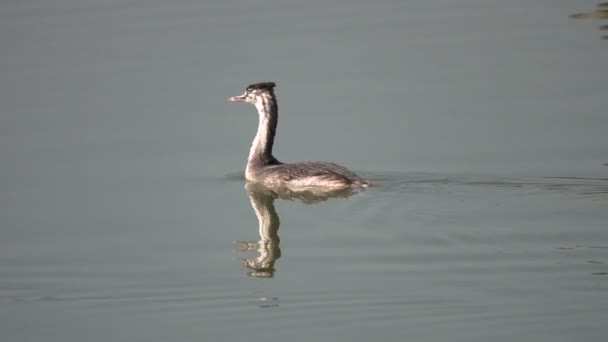 Scenic Footage Bird Swimming Water — Stock Video