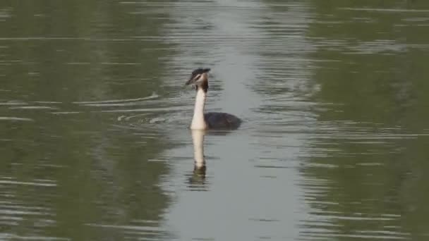 Mooie Beelden Van Vogels Zwemmen Water — Stockvideo