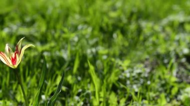 çiçekli çayır pitoresk yakın çekim görüntüleri