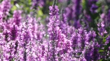 çiçekli çayır pitoresk yakın çekim görüntüleri