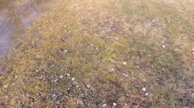 düşmüş yapraklarla kaplı çimenlerin doğal görüntüleri