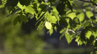 bulanık arka plan üzerinde yeşil ağaç dalları doğal görüntüleri