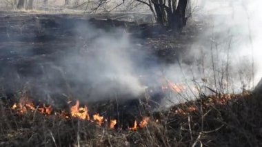 orman yangını sırasında yanan çim ve ağaçların görüntüleri