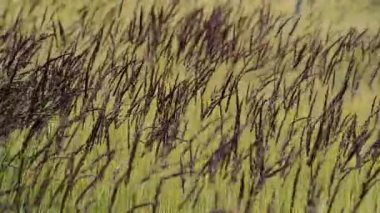 çiçekli çayır pitoresk yakın çekim görüntüleri