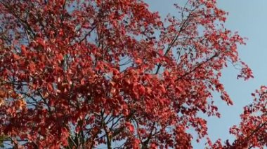 mavi gökyüzü önünde kırmızı yaprakların doğal görüntüleri