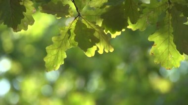 yeşil meşe yaprakları doğal görüntüleri