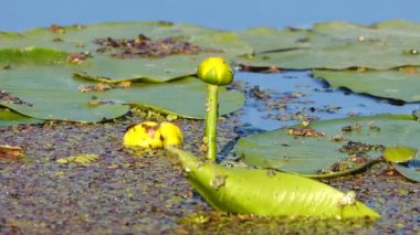 gölet güzel nilüferler sakin görüntüleri