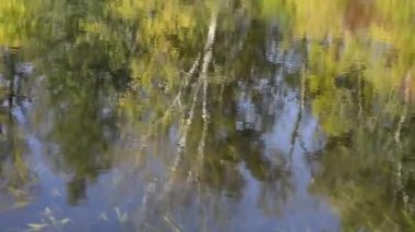 ormanda sakin göl manzara görüntüleri