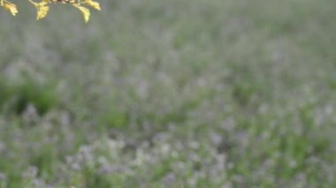 güzel doğal manzara manzara görüntüleri