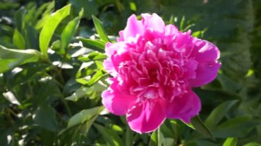 güzel çiçek çiçek yakın çekim görüntüleri