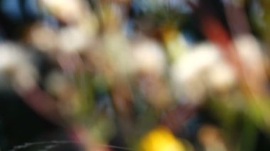 doğal arka planın yakın çekim bulanık görüntüleri