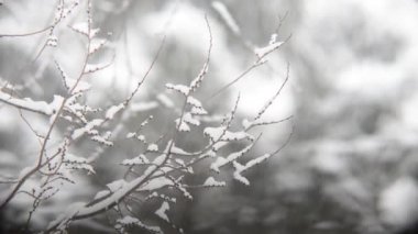 ormanda ağır kar yağışı yakın çekim görüntüleri