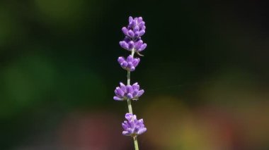 güzel çiçek açan çiçeklerin yakın çekim görüntüleri