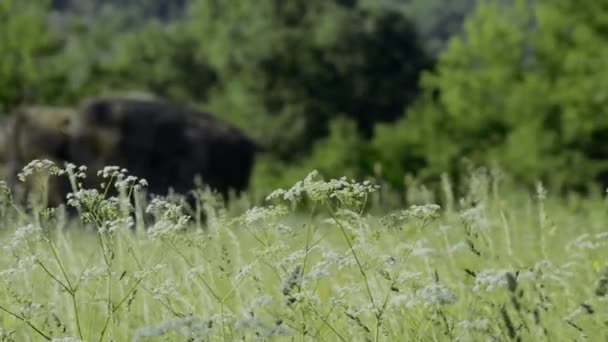 Escénicas Imágenes Primer Plano Del Prado Florido — Vídeo de stock