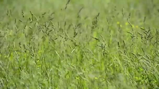 Szenische Nahaufnahmen Von Blühenden Wiesen — Stockvideo