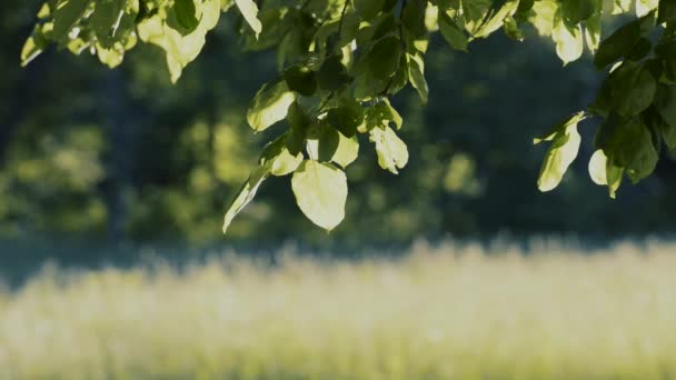 Bulanık Arka Plan Üzerinde Yeşil Ağaç Dalları Doğal Görüntüleri — Stok video