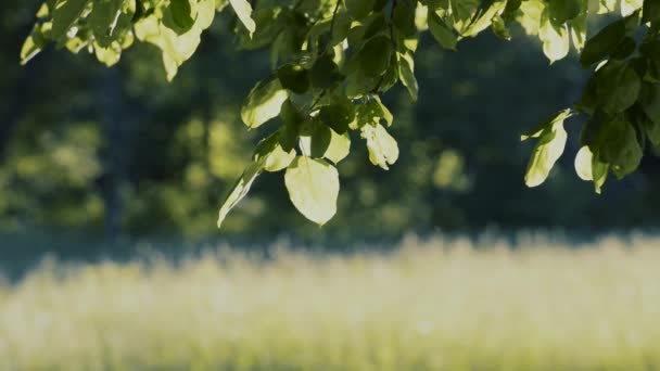 Séquences Scéniques Branches Arbres Verts Sur Fond Flou — Video