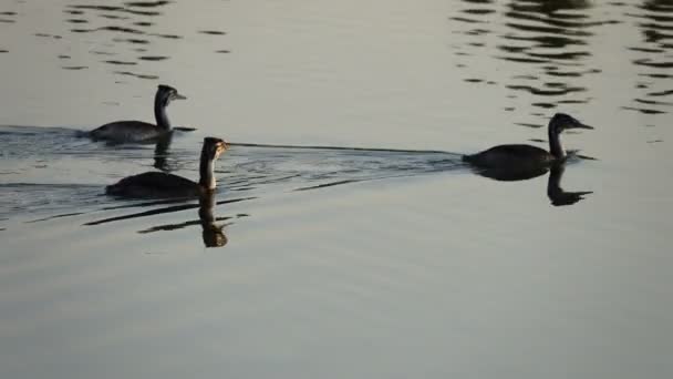 Imágenes Escénicas Patos Nadando Estanque — Vídeo de stock