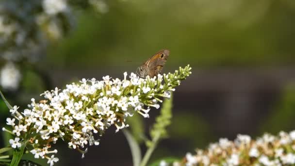 Plan Rapproché Papillon Assis Sur Belles Fleurs Fleurs — Video