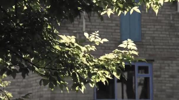 建筑物前阳光下绿树的特写镜头 — 图库视频影像