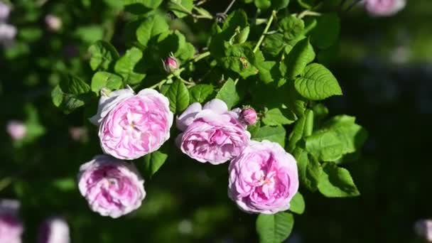 Close Footage Beautiful Blossoming Flowers — Stock Video