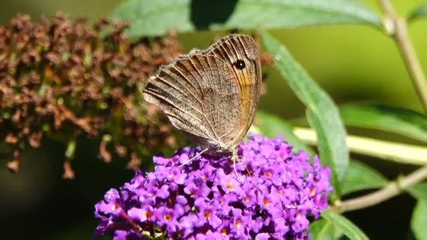 Těsné Záběry Motýla Sedícího Krásných Kvetoucích Květech — Stock video