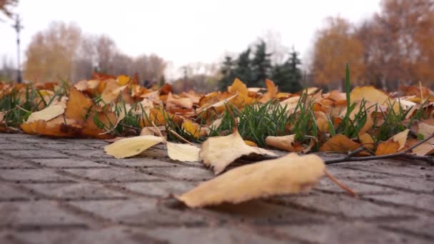 Plans Rapprochés Feuilles Tombées Sur Place — Video