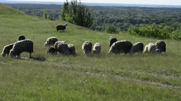 緑の牧草地で放牧する羊の風光明媚な映像 — ストック動画
