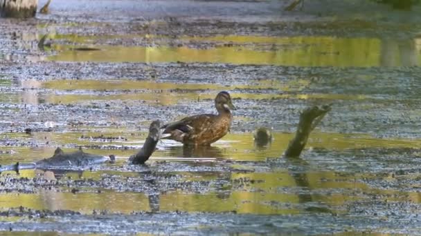 Riprese Panoramiche Anatra Seduta Sola Nello Stagno — Video Stock