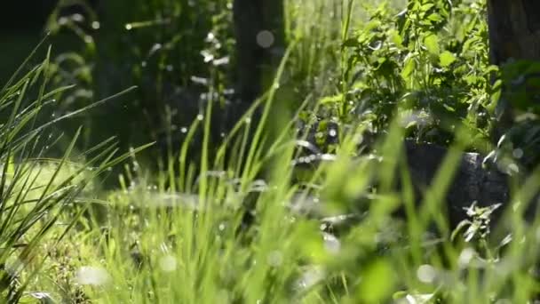 Szenische Nahaufnahmen Von Blühenden Wiesen — Stockvideo