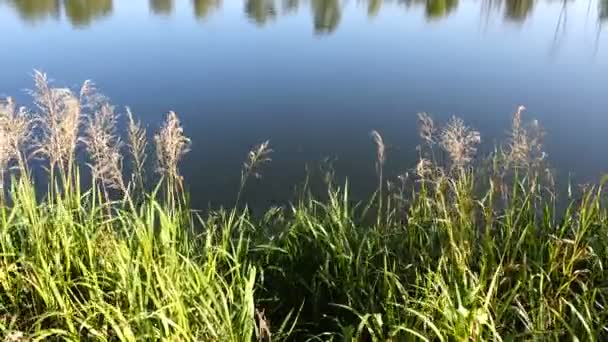 Images Tranquilles Surface Ondulée Eau Rivière — Video