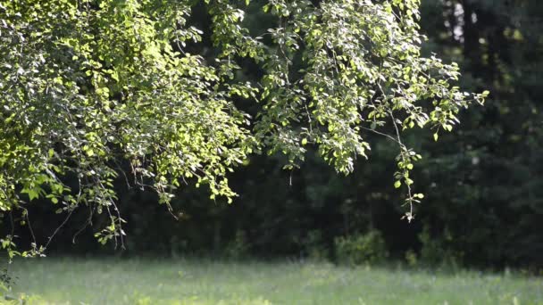 Séquences Scéniques Branches Vertes Sur Prairie — Video