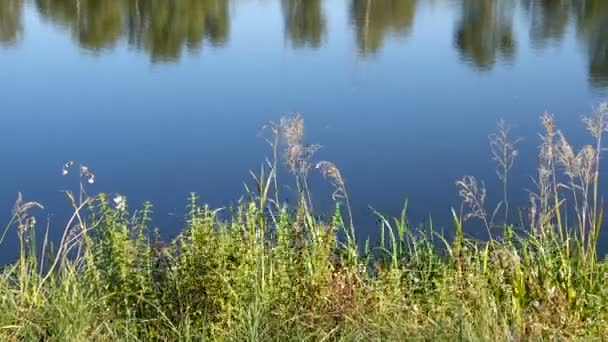 Rustige Beelden Van Golvend Wateroppervlak Van Rivier — Stockvideo