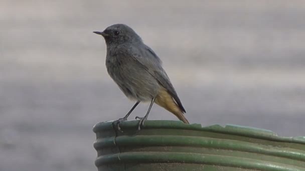 Szenische Aufnahmen Eines Kleinen Vogels Auf Einem Metalleimer — Stockvideo