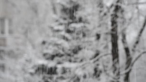 Nahaufnahmen Von Heftigen Schneefällen Wald — Stockvideo