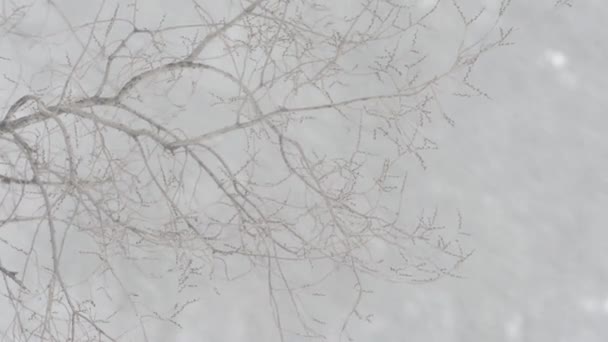 Közeli Felvételek Nagy Havazás Erdőben — Stock videók