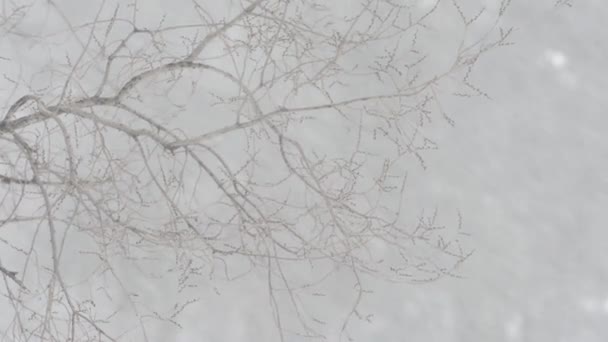 Primer Plano Las Fuertes Nevadas Bosque — Vídeo de stock