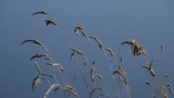 Спокойные Кадры Тростника Перед Волнистой Водной Поверхностью Реки — стоковое видео