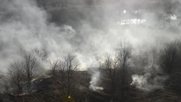 Aufnahmen Von Gras Und Bäumen Die Bei Einem Flächenbrand Brennen — Stockvideo